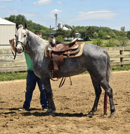 HorseID: 2312769 Dixie By Aspen - PhotoID: 1097980