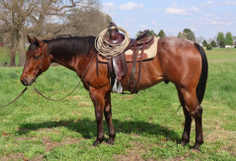 HorseID: 2312781 Don't Touch My Bay - PhotoID: 1097987