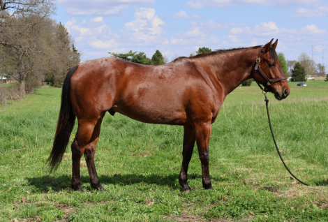 HorseID: 2312781 Don't Touch My Bay - PhotoID: 1097988