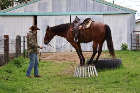 HorseID: 2312781 Don't Touch My Bay - PhotoID: 1097989
