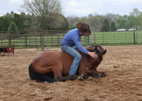 HorseID: 2312781 Don't Touch My Bay - PhotoID: 1097990