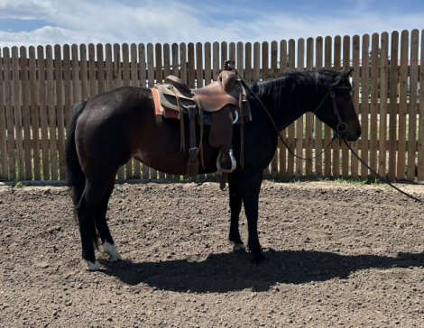 HorseID: 2312787 INVESTINTHEMOONLITE - PhotoID: 1098033