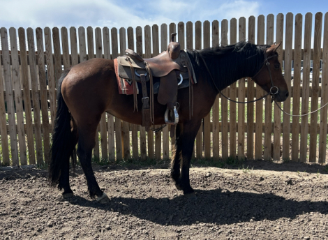 HorseID: 2312788 Willow - PhotoID: 1098034