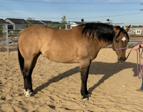 HorseID: 2312792 Dasha Cash Dun It - PhotoID: 1098731