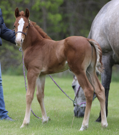 HorseID: 2312801 AQHA weanling colt - PhotoID: 1098041