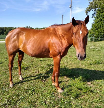 HorseID: 2312805 Diamond - PhotoID: 1098043