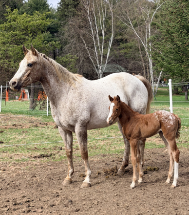 HorseID: 2312811 Ddar I Hada Vision - PhotoID: 1098045