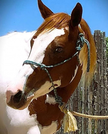 HorseID: 2312813 Rim Snow Rose - PhotoID: 1098052