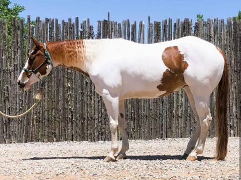HorseID: 2312813 Rim Snow Rose - PhotoID: 1098053