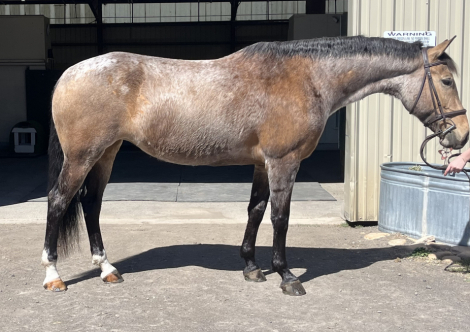 HorseID: 2312815 Bailey - PhotoID: 1098056