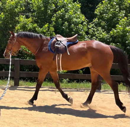 HorseID: 2312816 Ace It - PhotoID: 1098105