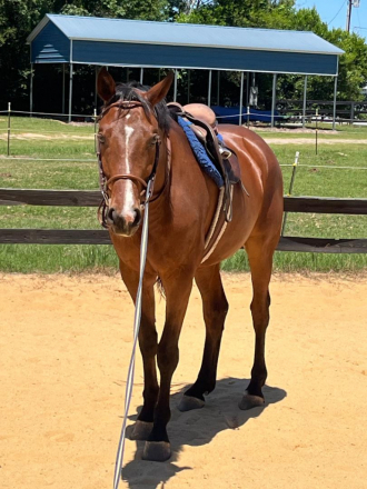 HorseID: 2312816 Ace It - PhotoID: 1098054