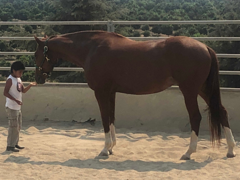 HorseID: 2312816 Ace It - PhotoID: 1098106