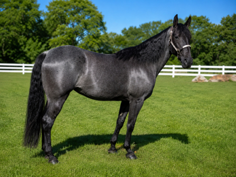 HorseID: 2312818 Blue Bell - PhotoID: 1098057