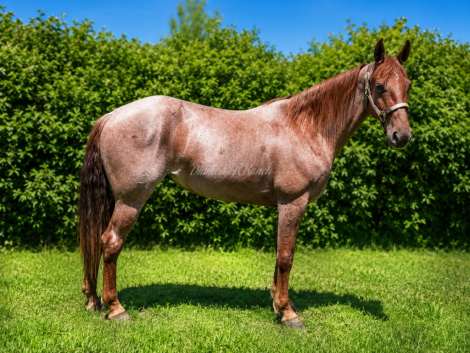 HorseID: 2312819 Her Hips Don't Lie - PhotoID: 1098058
