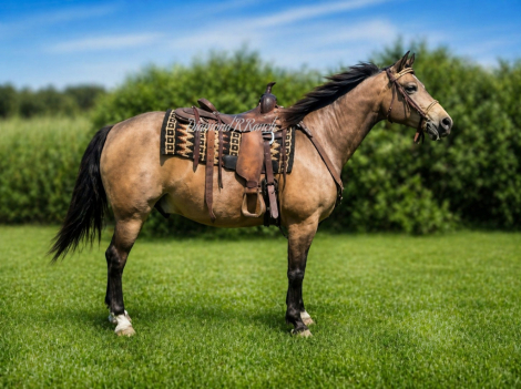 HorseID: 2312820 Stetson - PhotoID: 1098059