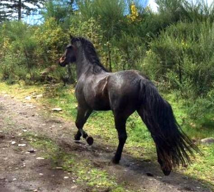 HorseID: 2312822 Poplars Zanda and 2026 snowflake colt - PhotoID: 1098062