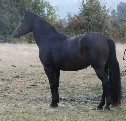 HorseID: 2312822 Poplars Zanda and 2026 snowflake colt - PhotoID: 1098063