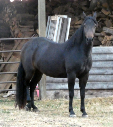 HorseID: 2312822 Poplars Zanda and 2026 snowflake colt - PhotoID: 1098064