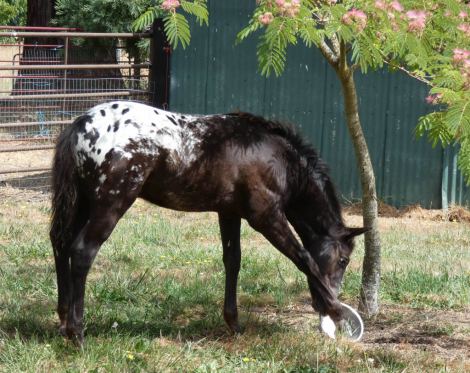 HorseID: 2312822 Poplars Zanda and 2026 snowflake colt - PhotoID: 1098065