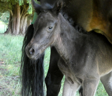 HorseID: 2312822 Poplars Zanda and 2026 snowflake colt - PhotoID: 1098066