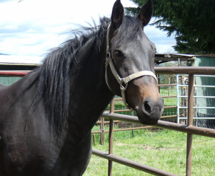HorseID: 2312822 Poplars Zanda and 2026 snowflake colt - PhotoID: 1098067