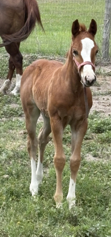 HorseID: 2312823 Voodoo In The Pines - PhotoID: 1098061