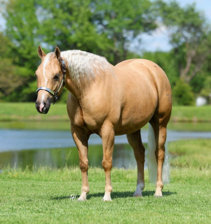 HorseID: 2312834 TR NACHO BUSINESS - PhotoID: 1098085
