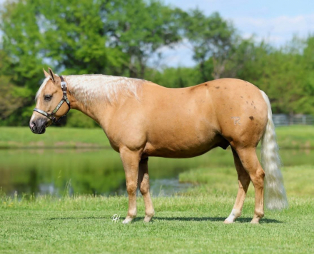 HorseID: 2312834 TR NACHO BUSINESS - PhotoID: 1098086