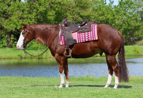HorseID: 2312835 INFERNOMISCHIEF - PhotoID: 1098088