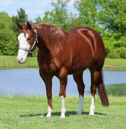 HorseID: 2312835 INFERNOMISCHIEF - PhotoID: 1098090
