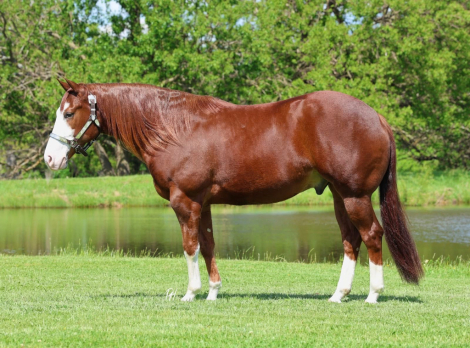 HorseID: 2312835 INFERNOMISCHIEF - PhotoID: 1098092