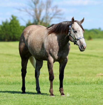 HorseID: 2312837 SEND RIP - PhotoID: 1098096