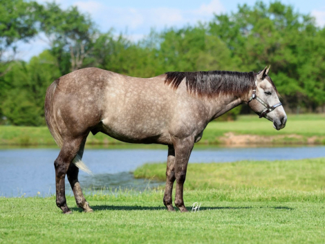 HorseID: 2312837 SEND RIP - PhotoID: 1098099