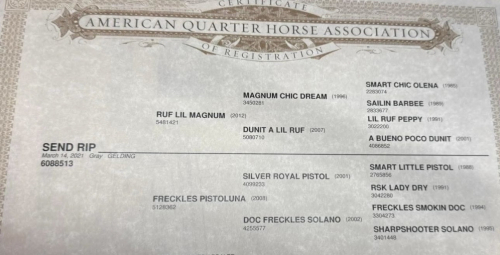 HorseID: 2312837 SEND RIP - PhotoID: 1098100