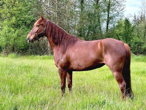 HorseID: 2312838 Frank's Misty Motion C. - PhotoID: 1098103