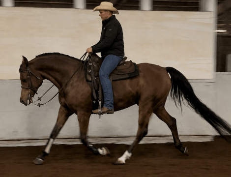 HorseID: 2312842 Lloyd Have Mercy - PhotoID: 1098104