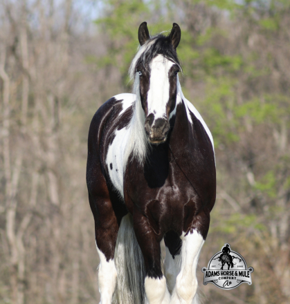 HorseID: 2312844 Snoopy www.AdamsHorseAndMuleCo.com - PhotoID: 1098108