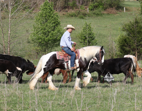 HorseID: 2312844 Snoopy www.AdamsHorseAndMuleCo.com - PhotoID: 1098109
