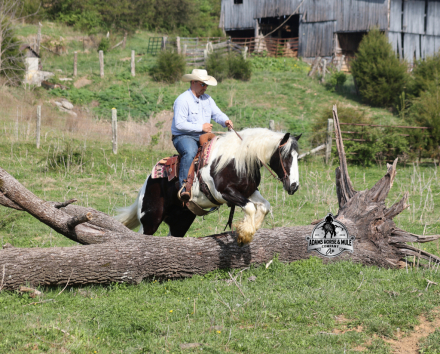 HorseID: 2312844 Snoopy www.AdamsHorseAndMuleCo.com - PhotoID: 1098110