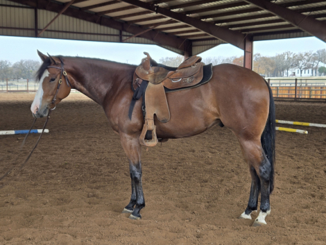 HorseID: 2312850 Just a Hint of Lazy - PhotoID: 1098111