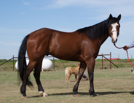 HorseID: 2312850 Just a Hint of Lazy - PhotoID: 1098112