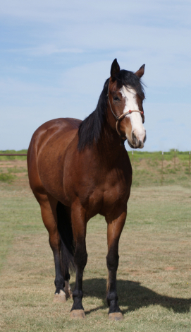 HorseID: 2312850 Just a Hint of Lazy - PhotoID: 1098113