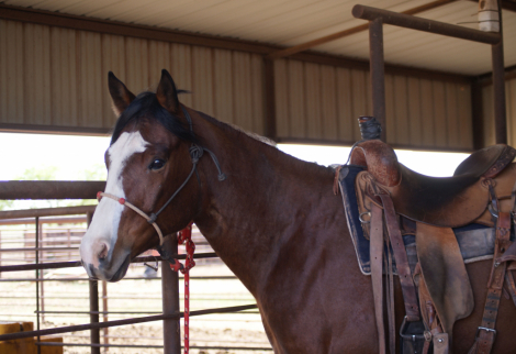 HorseID: 2312850 Just a Hint of Lazy - PhotoID: 1098114