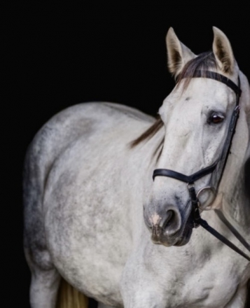 HorseID: 2312853 Silencio - PhotoID: 1098116