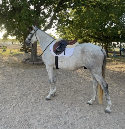 HorseID: 2312853 Silencio - PhotoID: 1098117