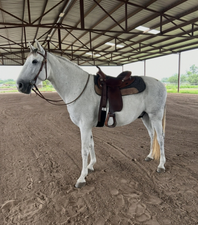 HorseID: 2312853 Silencio - PhotoID: 1098118