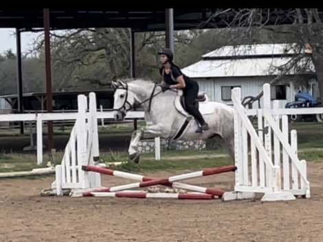 HorseID: 2312853 Silencio - PhotoID: 1098119