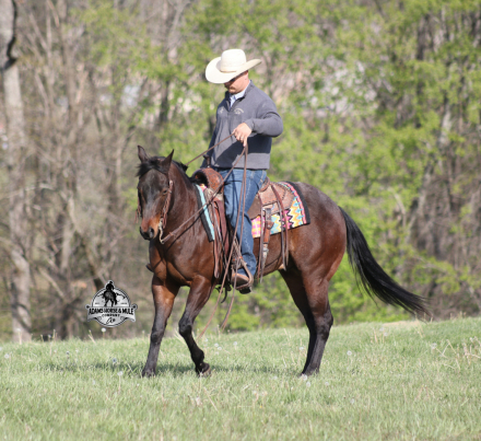 HorseID: 2312856 Smartie www.AdamsHorseAndMuleCo.com - PhotoID: 1098121