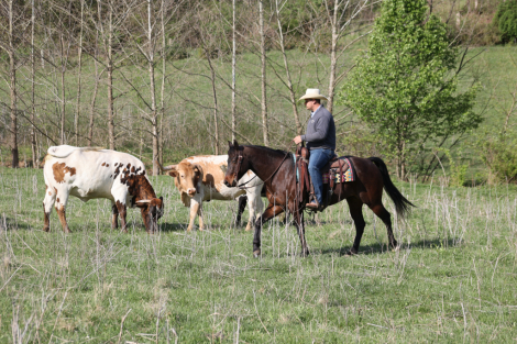 HorseID: 2312856 Smartie www.AdamsHorseAndMuleCo.com - PhotoID: 1098122